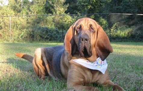 bloodhound puppies in north carolina